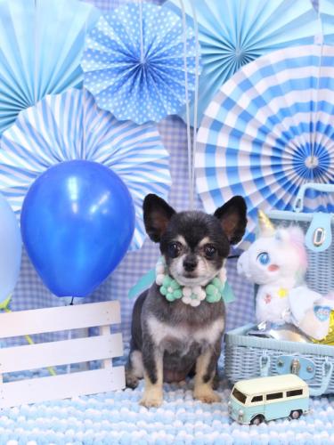 20231121はなちゃん